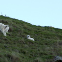 goats-and-kid-Glenduan-Track-2013-06-07-IMG 1177