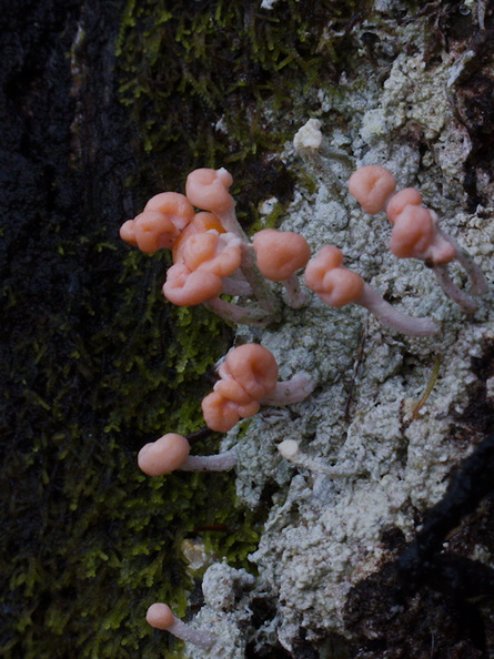 gray-lichen-with-salmon-pink-fruiting-bodies-Abel-Tasman-coast-track-2013-06-07-IMG_1224.jpg