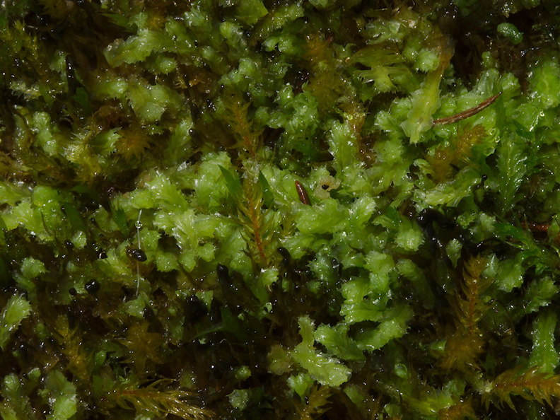 leafy-liverwort-Abel-Tasman-coast-track-2013-06-07-IMG_8026.jpg