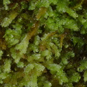 leafy-liverwort-Abel-Tasman-coast-track-2013-06-07-IMG 8027