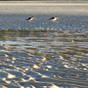 oystercatchers-Marahau-Beach-at-low-tide-2013-06-06-IMG 1185