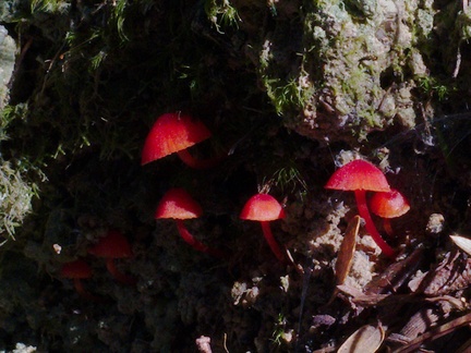 red-fungi-Abel-Tasman-coast-track-2013-06-07-IMG 1199