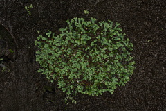 Riccia-sp-thallose-liverwort-Pohutukawa-Glade-Karekare-22-07-2011-IMG 3129