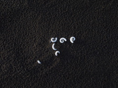 black-sand-with-white-shell-Piha-22-07-2011-IMG 9407