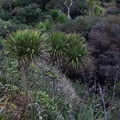 coastal-community-Cordyline-Tasman-Lookout-Piha-21-07-2011-IMG 3115