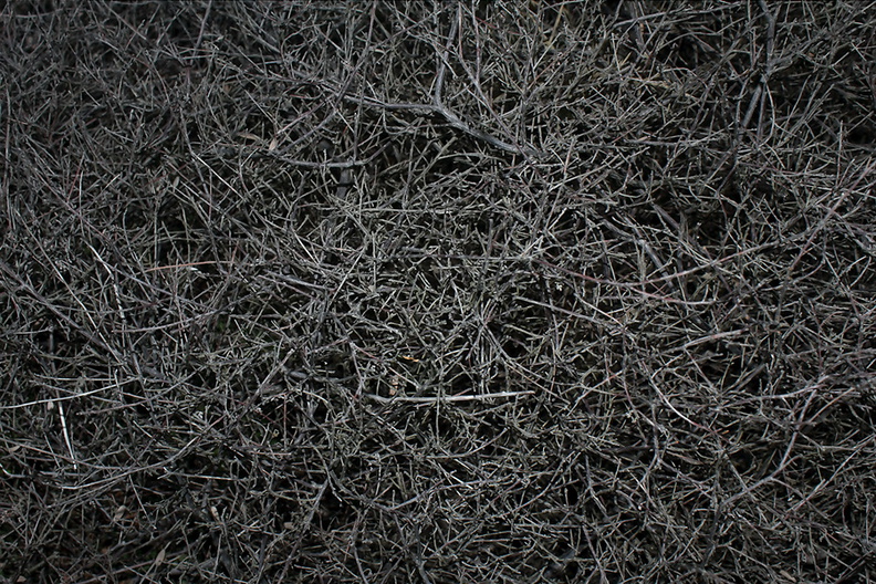 divaricate-branching-on-leafless-coastal-shrub-Coprosma-Tasman-Lookout-Piha-21-07-2011-IMG_3106.jpg