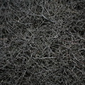 divaricate-branching-on-leafless-coastal-shrub-Coprosma-Tasman-Lookout-Piha-21-07-2011-IMG_3106.jpg