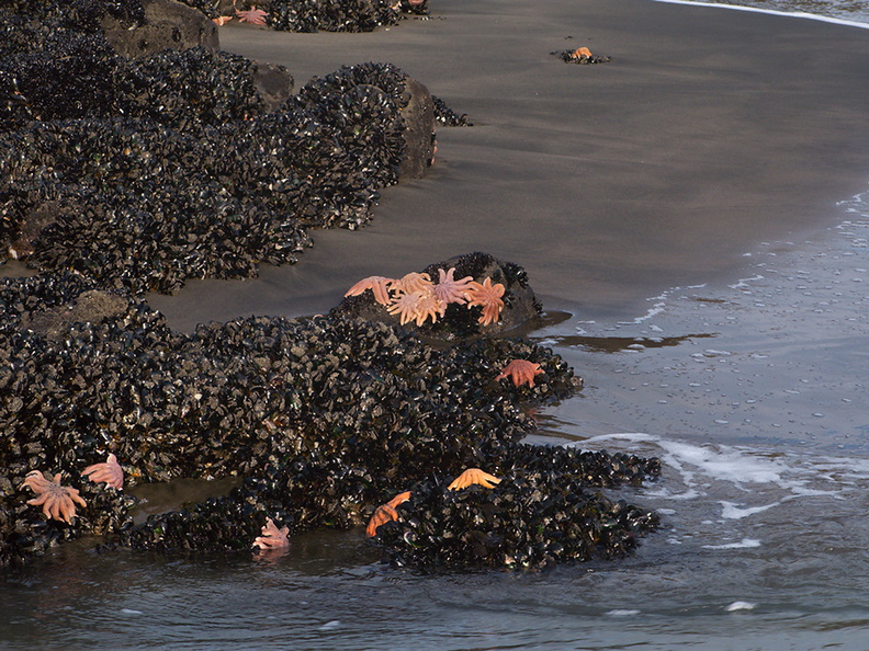 starfish-mussels-on-rocks-Piha-22-07-2011-IMG_9413.jpg