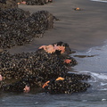 starfish-mussels-on-rocks-Piha-22-07-2011-IMG 9413