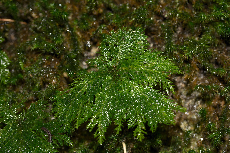 Canalohypopterygium-tamariscinum-indet-umbrella-moss-Natural-Bridge-gorge-Mangapohue-2013-06-21-IMG_8412.jpg