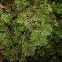 Canalohypopterygium-tamariscinum-indet-umbrella-mosses-Natural-Bridge-Mangapohue-2013-06-21-IMG 8328