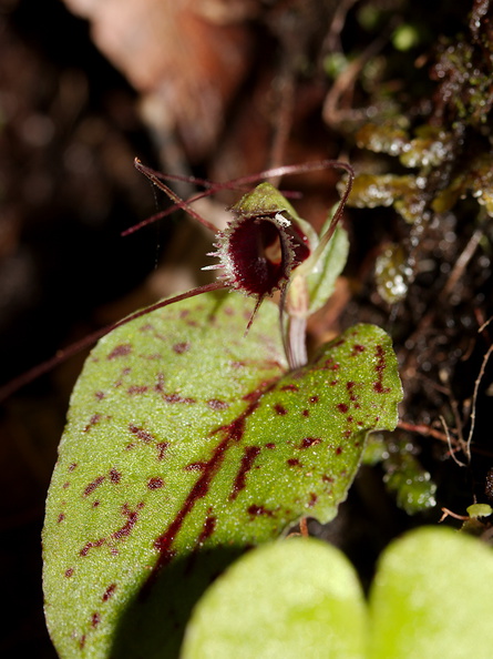 Corybas-oblongus-spider-orchid-along-banks-Whakapapa-River-Owhango-2015-11-11-IMG_2530.jpg