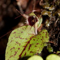 Corybas-oblongus-spider-orchid-along-banks-Whakapapa-River-Owhango-2015-11-11-IMG 2530