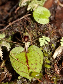 Corybas-oblongus-spider-orchid-along-banks-Whakapapa-River-Owhango-2015-11-11-IMG 2532
