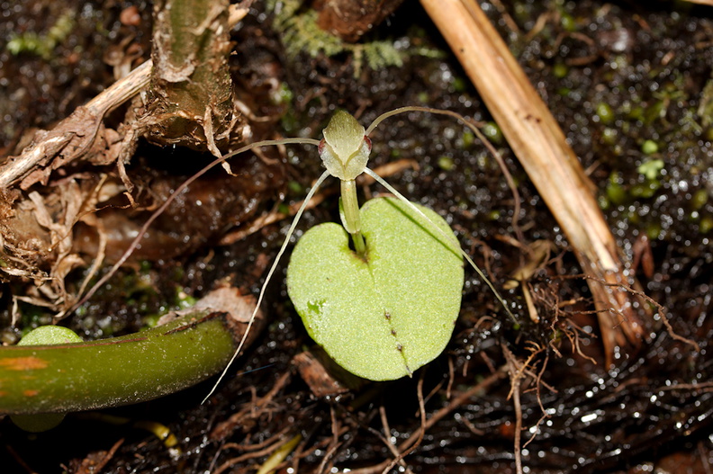 Corybas-papa-mudstone-spider-orchid-along-banks-Whakapapa-River-Owhango-2015-11-11-IMG_2533.jpg