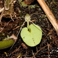 Corybas-papa-mudstone-spider-orchid-along-banks-Whakapapa-River-Owhango-2015-11-11-IMG 2533