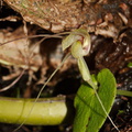 Corybas-papa-mudstone-spider-orchid-along-banks-Whakapapa-River-Owhango-2015-11-11-IMG 2541