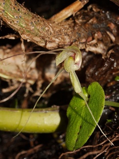 Corybas-papa-mudstone-spider-orchid-along-banks-Whakapapa-River-Owhango-2015-11-11-IMG 2541