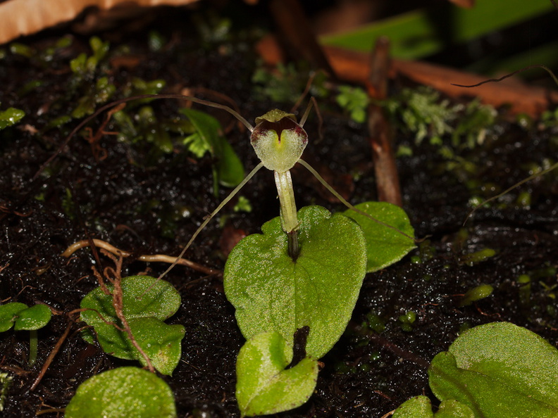 Corybas-papa-mudstone-spider-orchid-along-banks-Whakapapa-River-Owhango-2015-11-11-IMG_2551.jpg