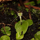 Corybas-papa-mudstone-spider-orchid-along-banks-Whakapapa-River-Owhango-2015-11-11-IMG 2551