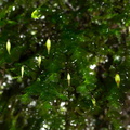 Distichophyllum-microcarpum-capsules2-dark-green-moss-Natural-Bridge-gorge-Mangapohue-2013-06-21-IMG 8410