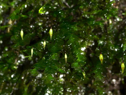 Distichophyllum-microcarpum-capsules2-dark-green-moss-Natural-Bridge-gorge-Mangapohue-2013-06-21-IMG 8410