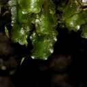 Distichophyllum-microcarpum-capsules2-moss-Totara-Walk-Pureora-2013-06-21-IMG 8461