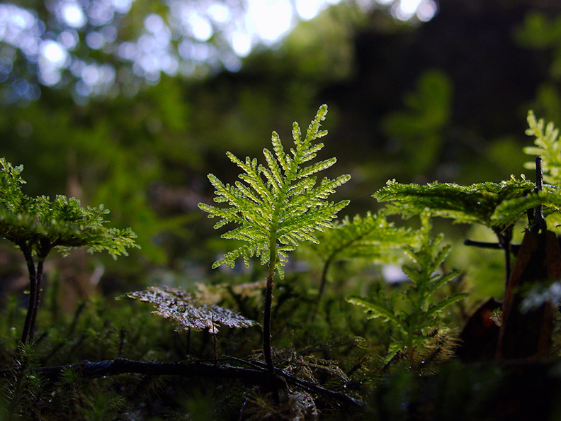 Hypopterygium-sp-umbrella-moss-backlit-Natural-Bridge-gorge-Mangapohue-2013-06-21-IMG_1759.jpg