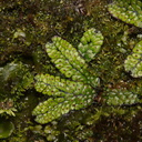 Marchantia-macropora-thalloid-liverwort-along-banks-Whakapapa-River-Owhango-2015-11-11-IMG 2555