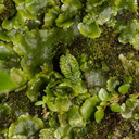 Marchantia-macropora-thalloid-liverwort-along-banks-Whakapapa-River-Owhango-2015-11-11-IMG 2557