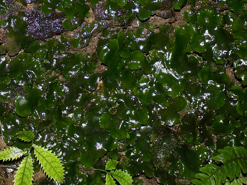Monoclea-forsteri-thallose-liverwort-Natural-Bridge-gorge-Mangapohue-2013-06-21-IMG_8364.jpg