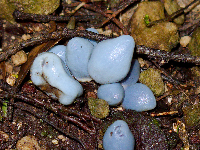 Weraroa-sp-virescens-blue-ascomycete-fungus-Timber-Track-Pureore-2013-06-22-IMG_1858.jpg