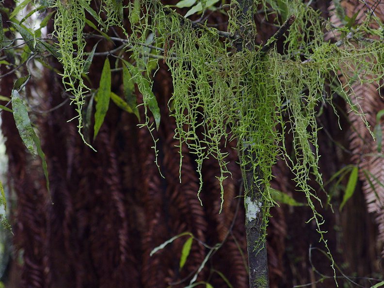 Weymouthia-mollis-old-mans-beard-dangling-moss-Timber-Track-Pureore-2013-06-22-IMG_1847.jpg