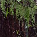 Weymouthia-mollis-old-mans-beard-dangling-moss-Timber-Track-Pureore-2013-06-22-IMG 1847