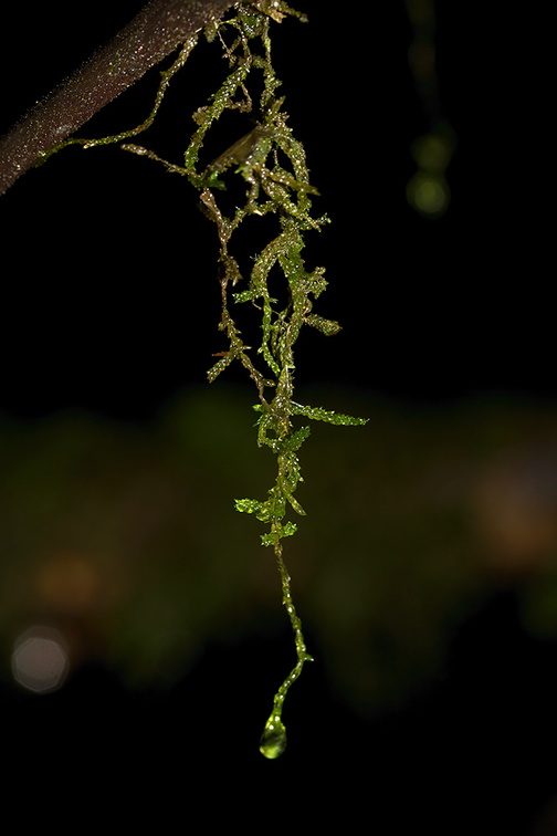Weymouthia-mollis-old-mans-beard-dangling-moss-Totara-Walk-Pureora-2013-06-21-IMG 8436