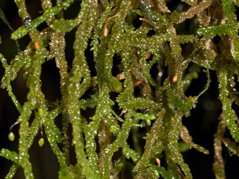 Weymouthia-mollis-old-mans-beard-dangling-moss-Totara-Walk-Pureora-2013-06-21-IMG_8440.jpg