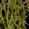 Weymouthia-mollis-old-mans-beard-dangling-moss-Totara-Walk-Pureora-2013-06-21-IMG 8440