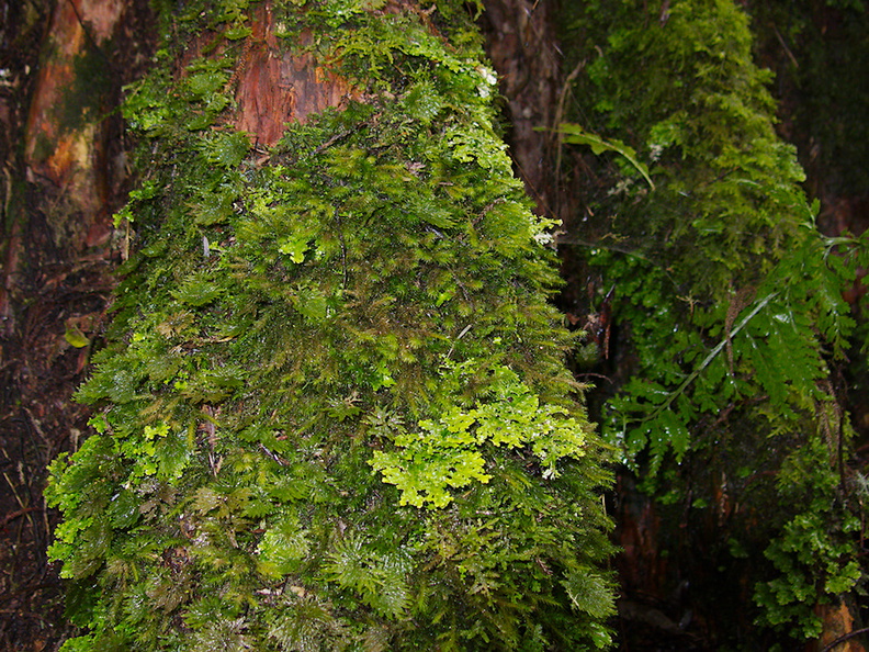 bryophyte-and-lichen-community-on-podocarp-trunk-buttresses-Totara-Walk-Pureora-2013-06-21-IMG 1767
