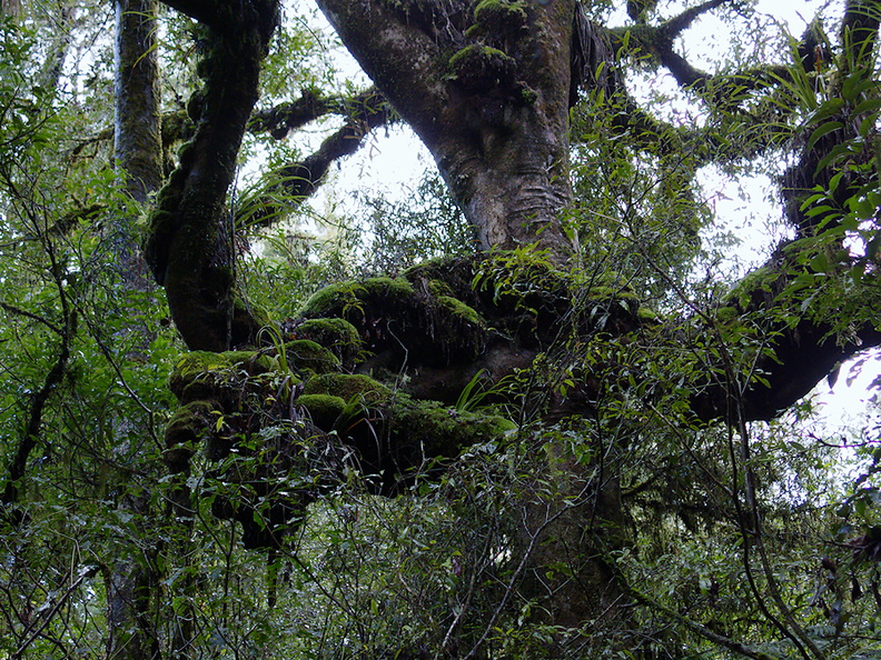 bryophytes-epiphytes-on-podocarp-branches-Totara-Walk-Pureora-2013-06-21-IMG_1769.jpg