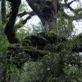 bryophytes-epiphytes-on-podocarp-branches-Totara-Walk-Pureora-2013-06-21-IMG 1769