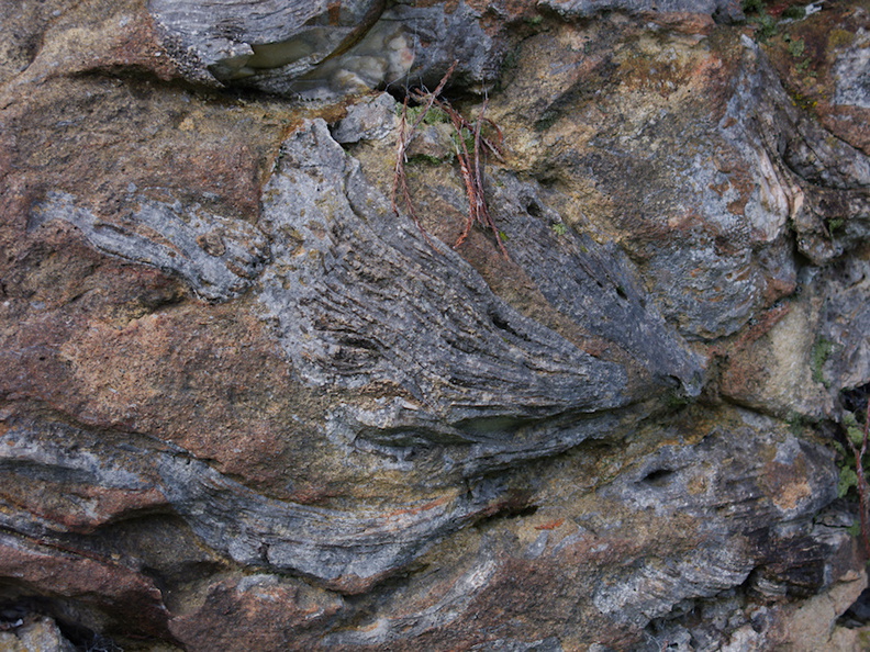 fossil-bryozoans-in-limestone-rocks-Mangapohue-Natural-Bridge-2013-06-20-IMG_1698.jpg
