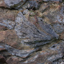 fossil-bryozoans-in-limestone-rocks-Mangapohue-Natural-Bridge-2013-06-20-IMG 1698