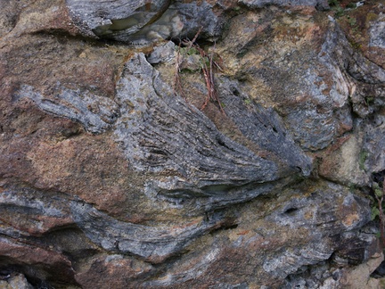 fossil-bryozoans-in-limestone-rocks-Mangapohue-Natural-Bridge-2013-06-20-IMG 1698
