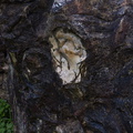 fossil-oysters-in-limestone-rocks-Mangapohue-Natural-Bridge-2013-06-20-IMG_1699.jpg