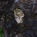 fossil-oysters-in-limestone-rocks-Mangapohue-Natural-Bridge-2013-06-20-IMG 1699