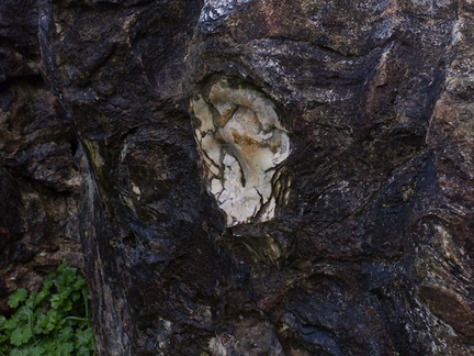 fossil-oysters-in-limestone-rocks-Mangapohue-Natural-Bridge-2013-06-20-IMG 1699