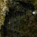 glowworm-beaded-traps-Natural-Bridge-gorge-Mangapohue-2013-06-21-IMG 8344