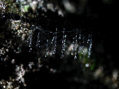 glowworm-beaded-traps-Natural-Bridge-gorge-Mangapohue-2013-06-21-IMG 8384