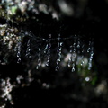 glowworm-beaded-traps-Natural-Bridge-gorge-Mangapohue-2013-06-21-IMG_8384.jpg