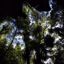 trees-at-arch-of-Natural-Bridge-Mangapohue-2013-06-21-IMG 1736